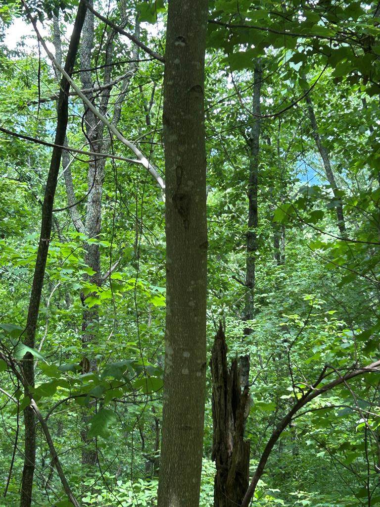 0 Ten Pointe Trail - Photo 1