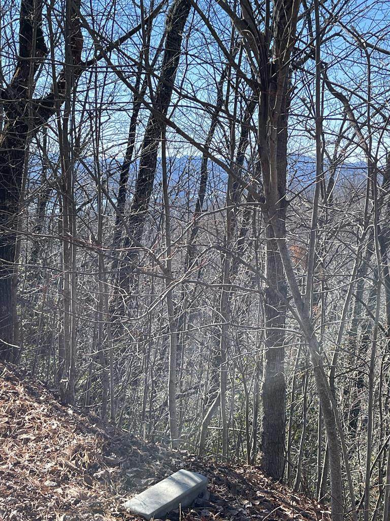 Lot 29J Ash Branch Rd, - Photo 1