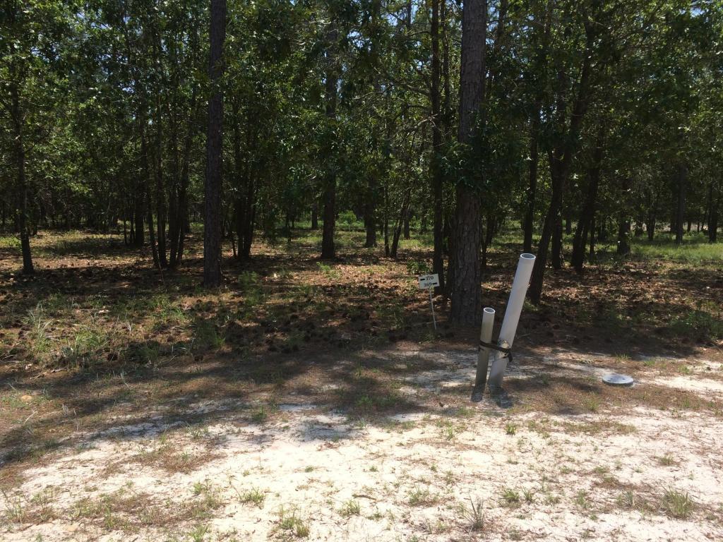 642 Theodora Crossing - Photo 1