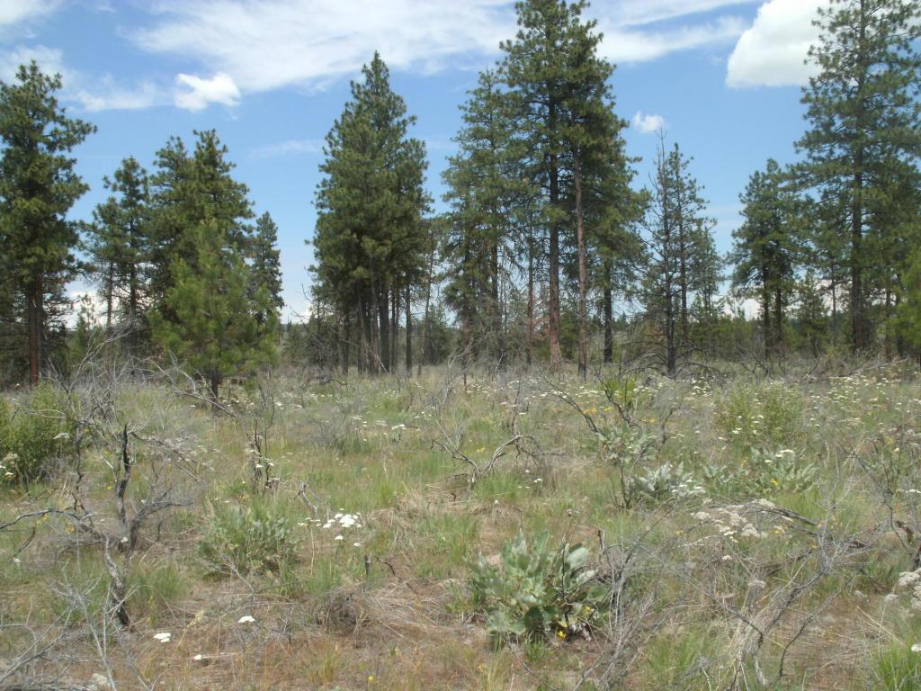 NNA Evergreen Camp Road - Photo 1