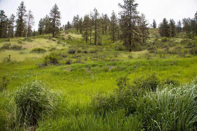4745 Brisky Canyon Rd - Photo 1