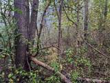 TBD Pickhandle Hill Road - Photo 7
