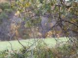0 Riggins Road - Photo 8