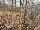 Lot 1 States Fork Road - Photo 21