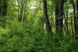 Lot 1 Opekiska Road - Photo 24