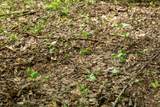 Lot 1 Opekiska Road - Photo 43