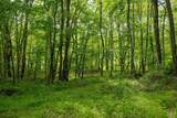 Lot 1 Opekiska Road - Photo 46
