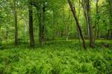 Lot 1 Opekiska Road - Photo 7