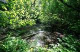 Lot 1 Hecks Run - Photo 3