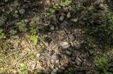 Lot 1 Crim Avenue - Photo 9