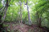 Lot 1 Buck Lick Road - Photo 36