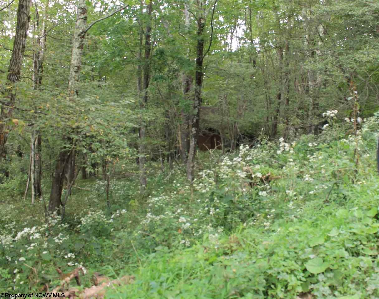 Lot 31 Meadows Road - Photo 1