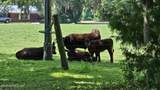 45116 Coquina Way - Photo 32