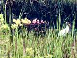 1800 The Greens Way - Photo 46