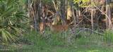 4248 Leaping Deer Lane - Photo 4