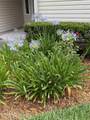 10919 Losco Junction Drive - Photo 4