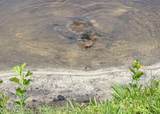 55 Amistad Drive - Photo 76