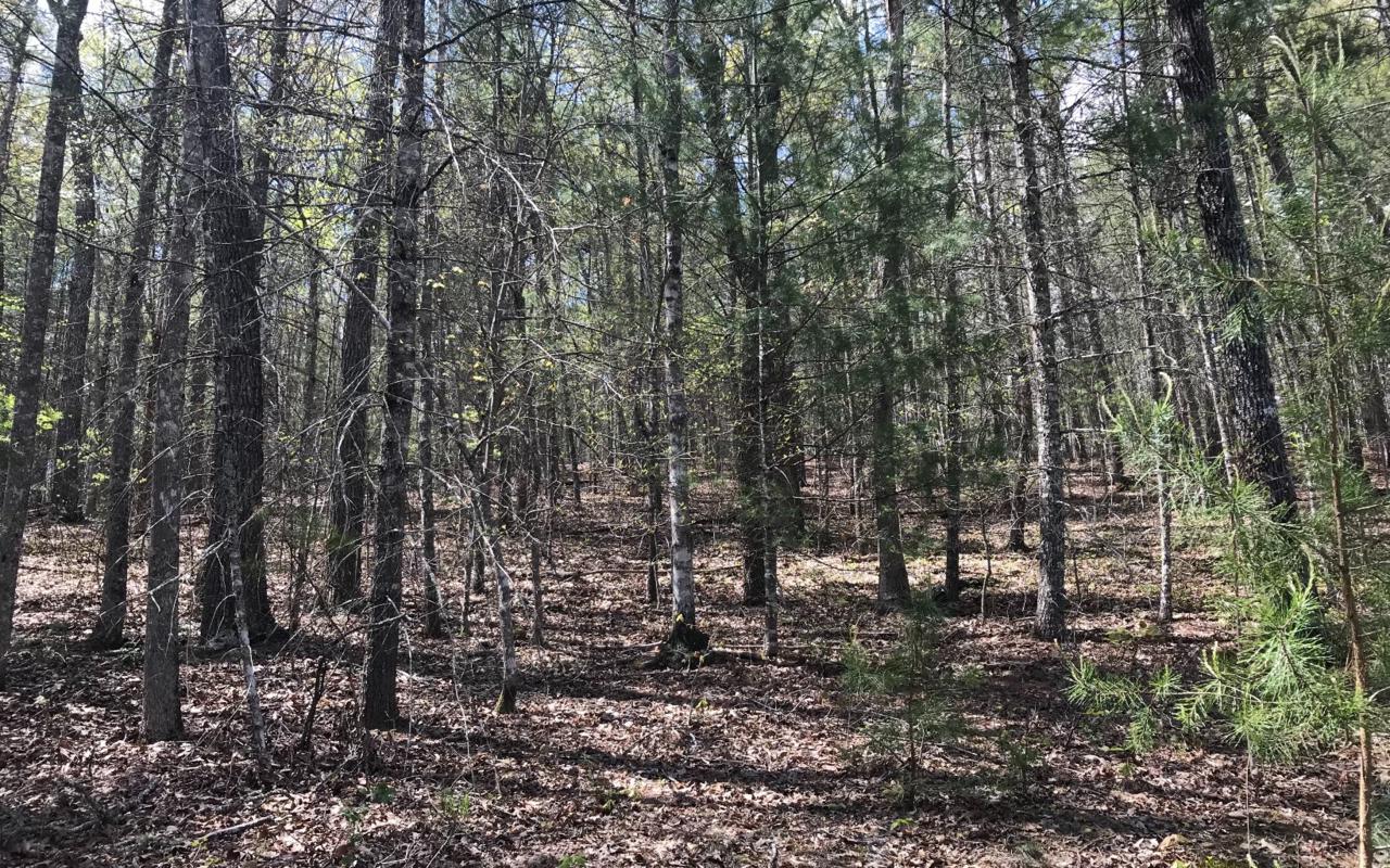 7 Deer Forest S/D - Photo 1