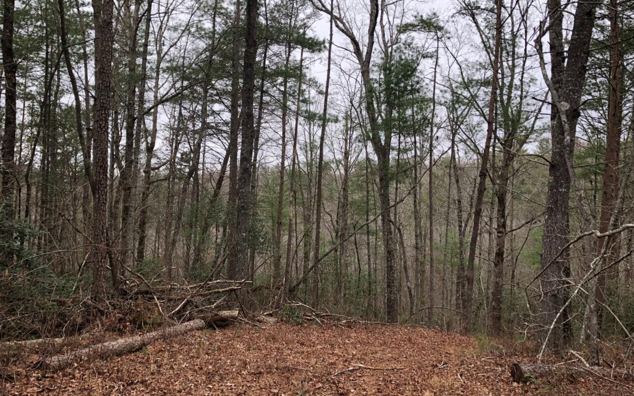 3+ AC White Pine Way - Photo 1 3+ AC White Pine Way - Photo 1