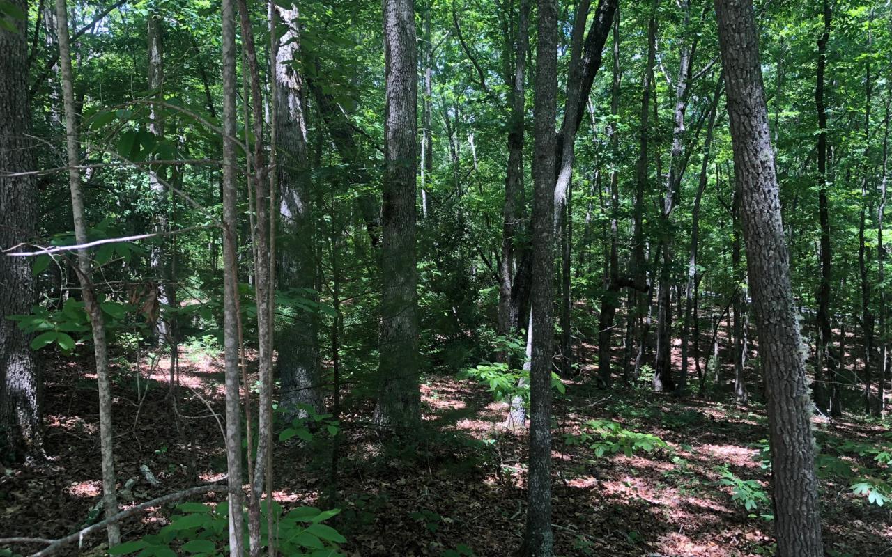 LT 2 Sharptop View - Photo 1