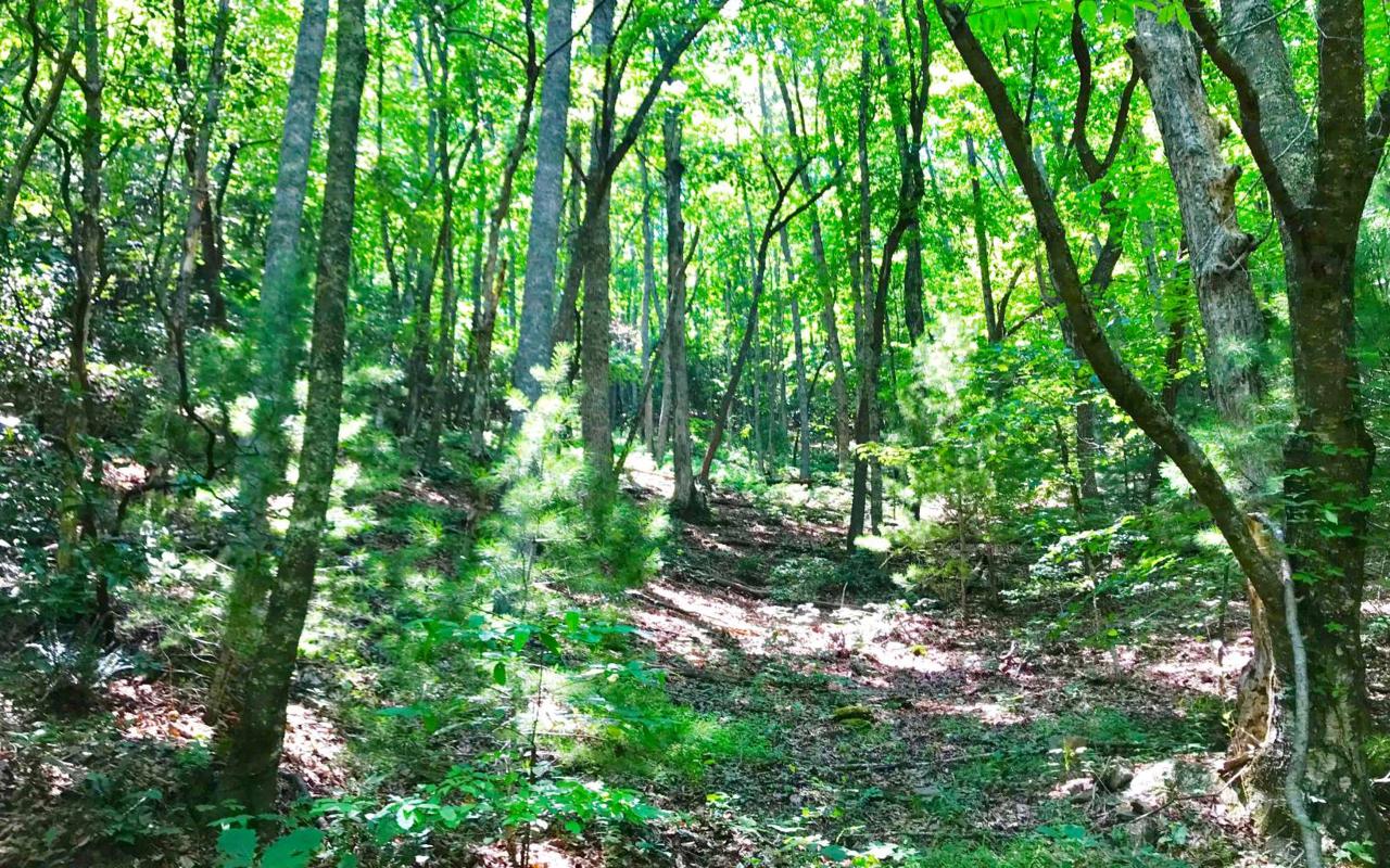 Itseyi Trail - Photo 1
