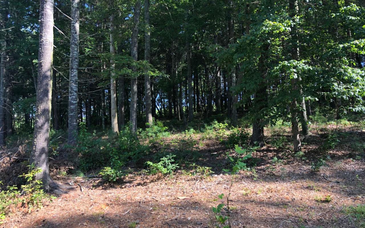LOT23 Fox Lake Road - Photo 1