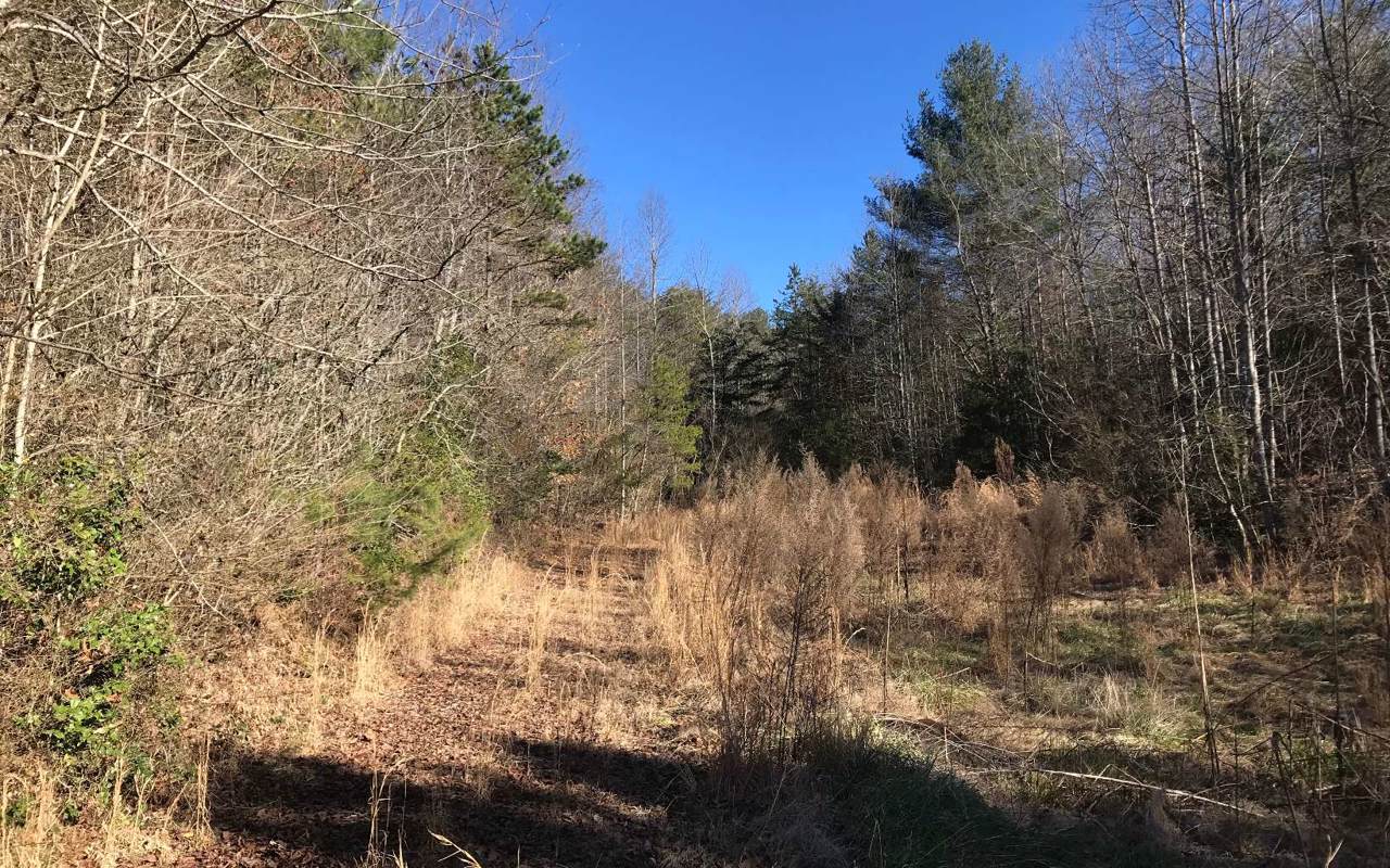 Pine Log Rd - Photo 1
