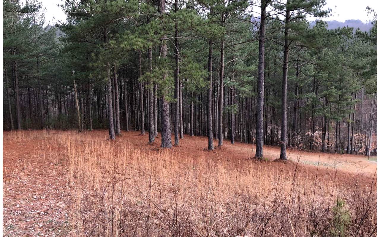 LT 54 Pinehurst - Photo 1
