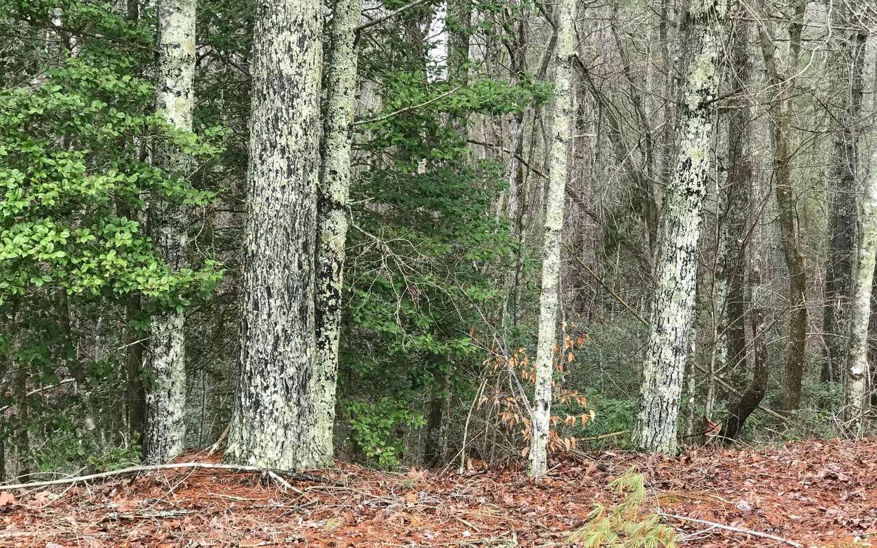 2 LOT Garner Ln - Photo 1 2 LOT Garner Ln - Photo 1