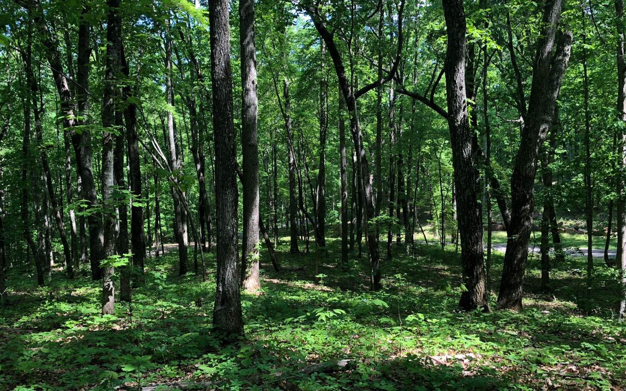 LT 71 Rocky Knob Estates - Photo 1