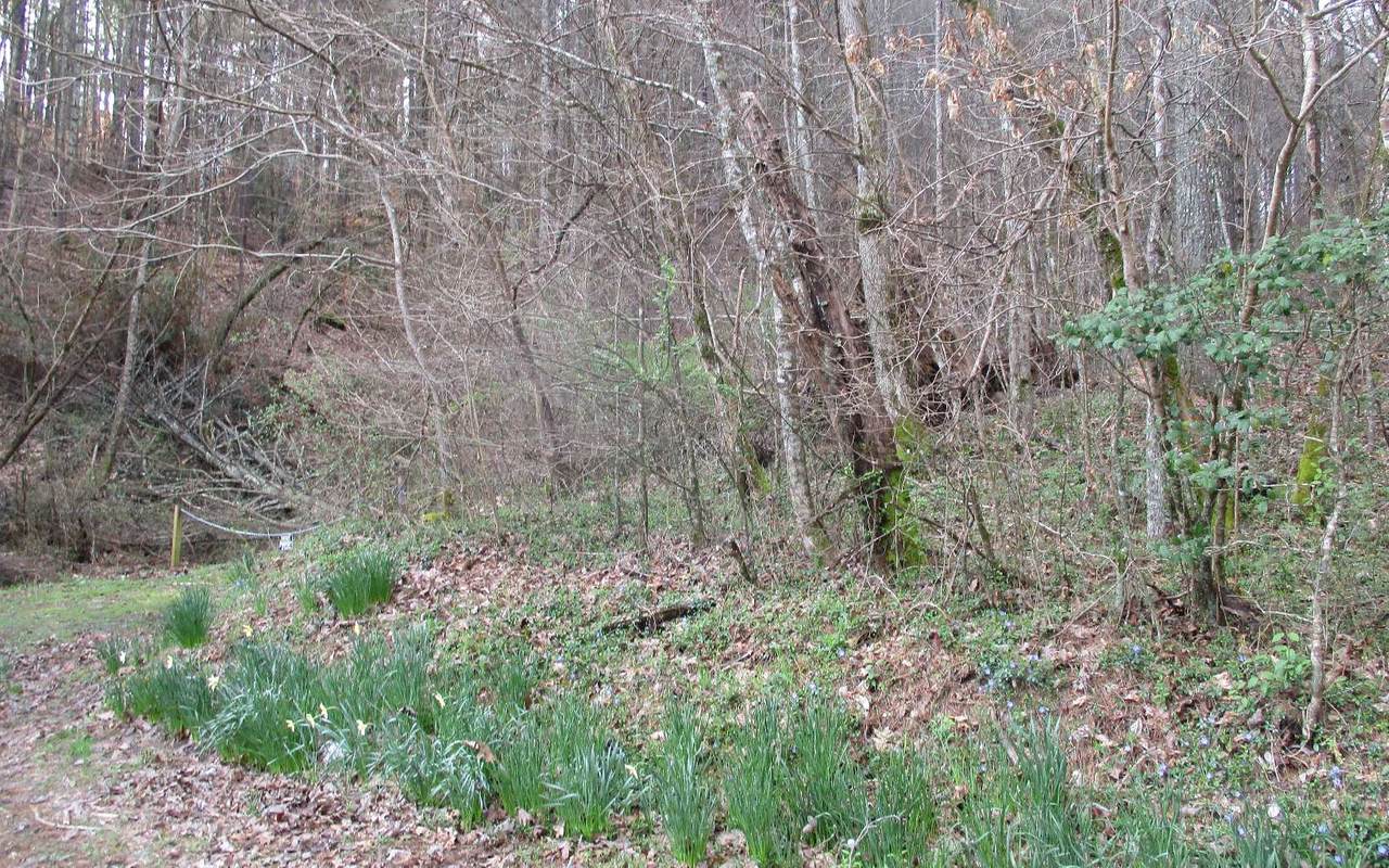 Martins Creek Road - Photo 1