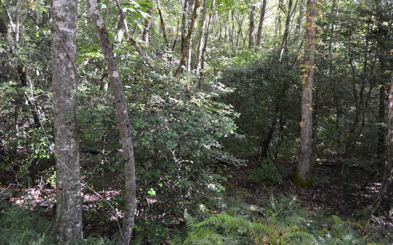 TR 7A Willow Ridge - Photo 1