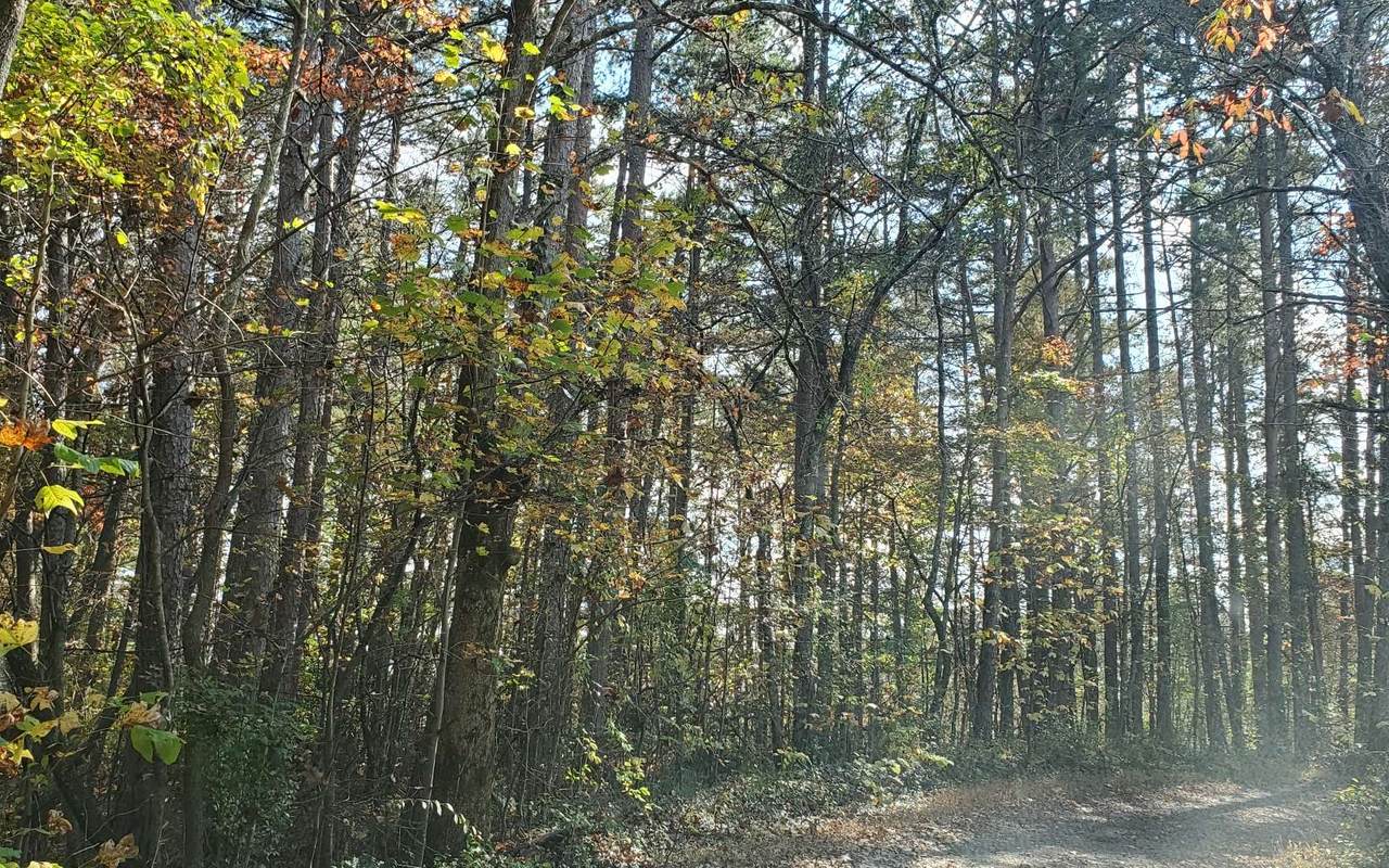 1822 Mineral Bluff Hwy - Photo 1