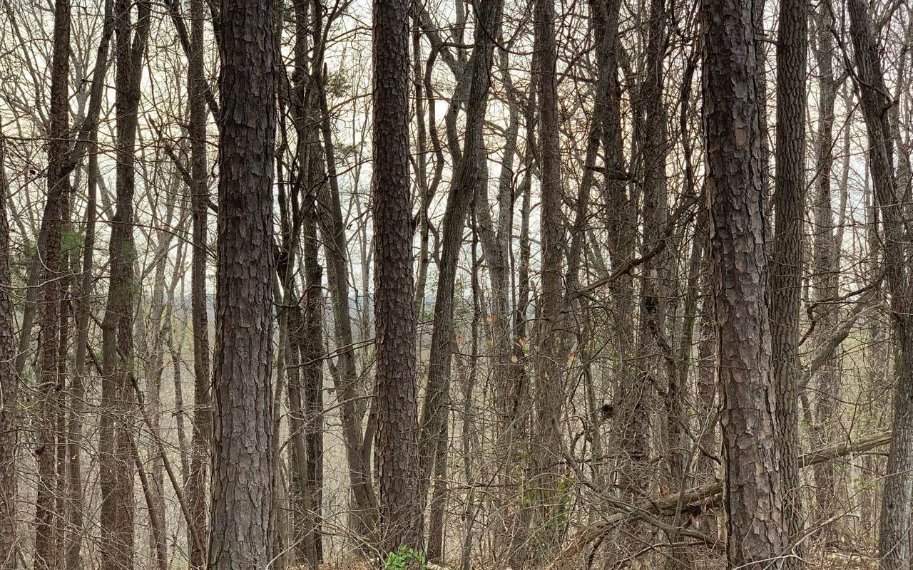 3627 Cagle Rd - Photo 1