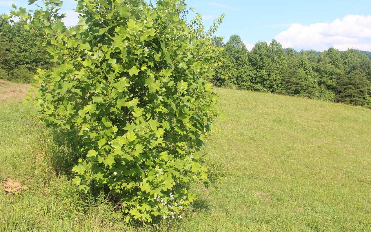 LT 81 The Preserve @ Crook - Photo 1