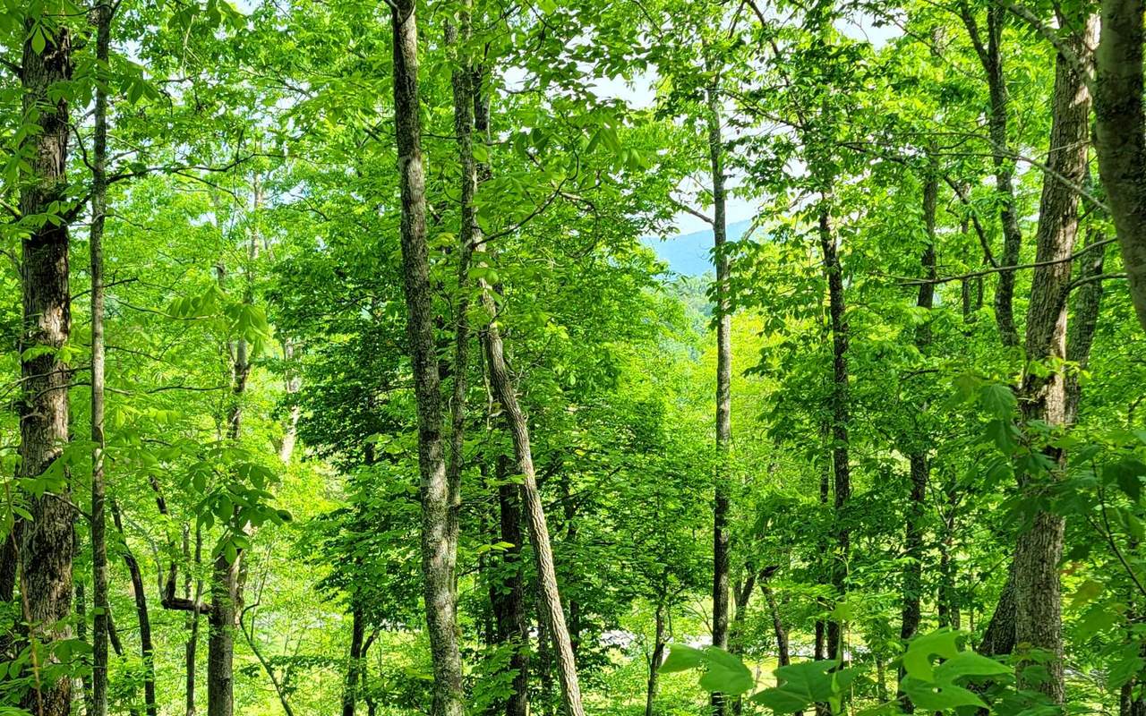 4 Oak Forest Acres - Photo 1