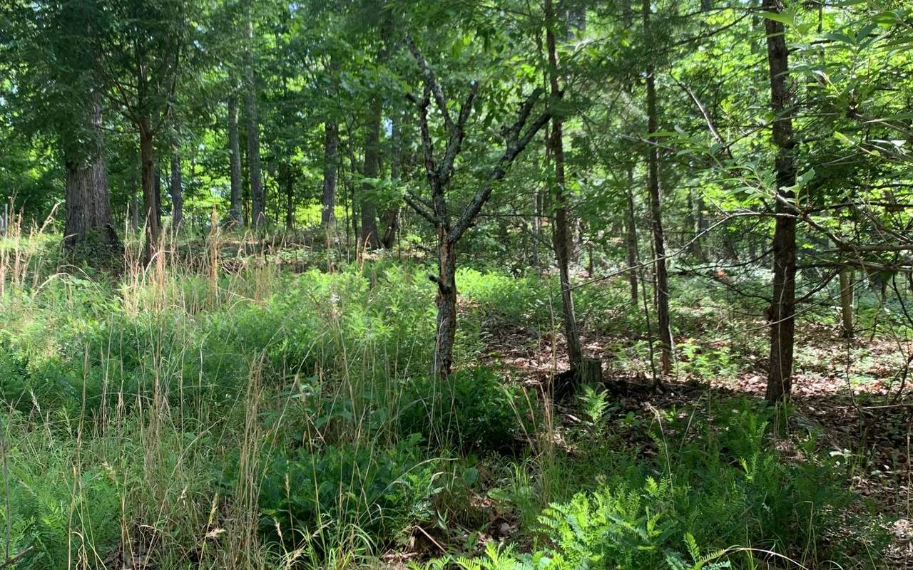 1145 Chase Mountain - Photo 1