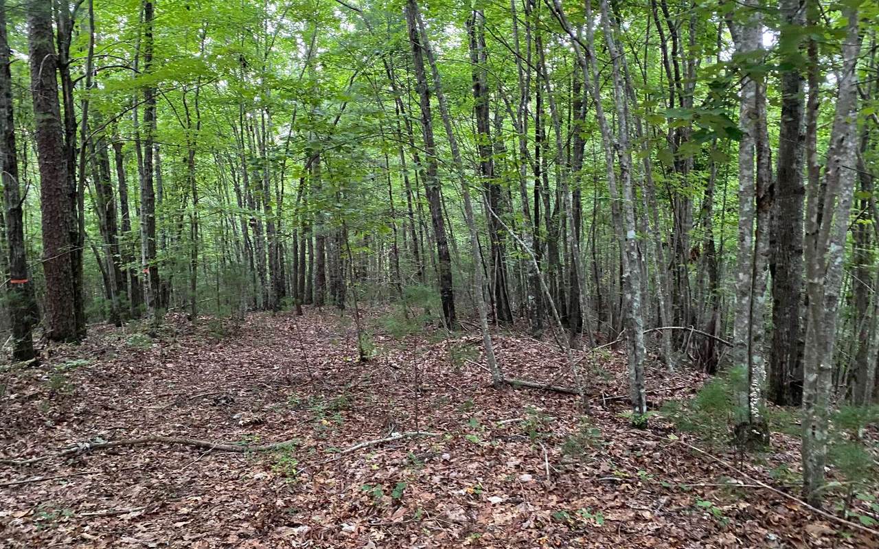 LOT A Harpers Creek Road - Photo 1