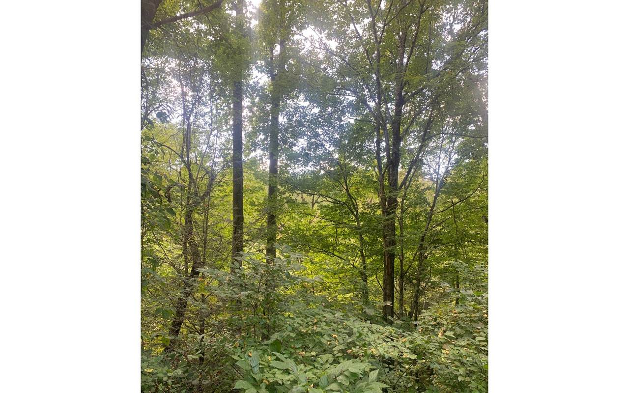 Timberlake Rd Lot15 - Photo 1