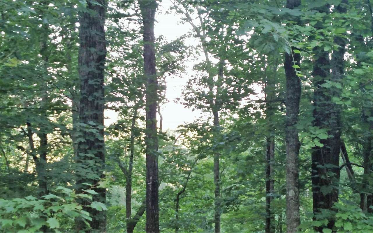 https://bt-photos.global.ssl.fastly.net/negeorgia/1280_boomver_1_328625-2.jpg