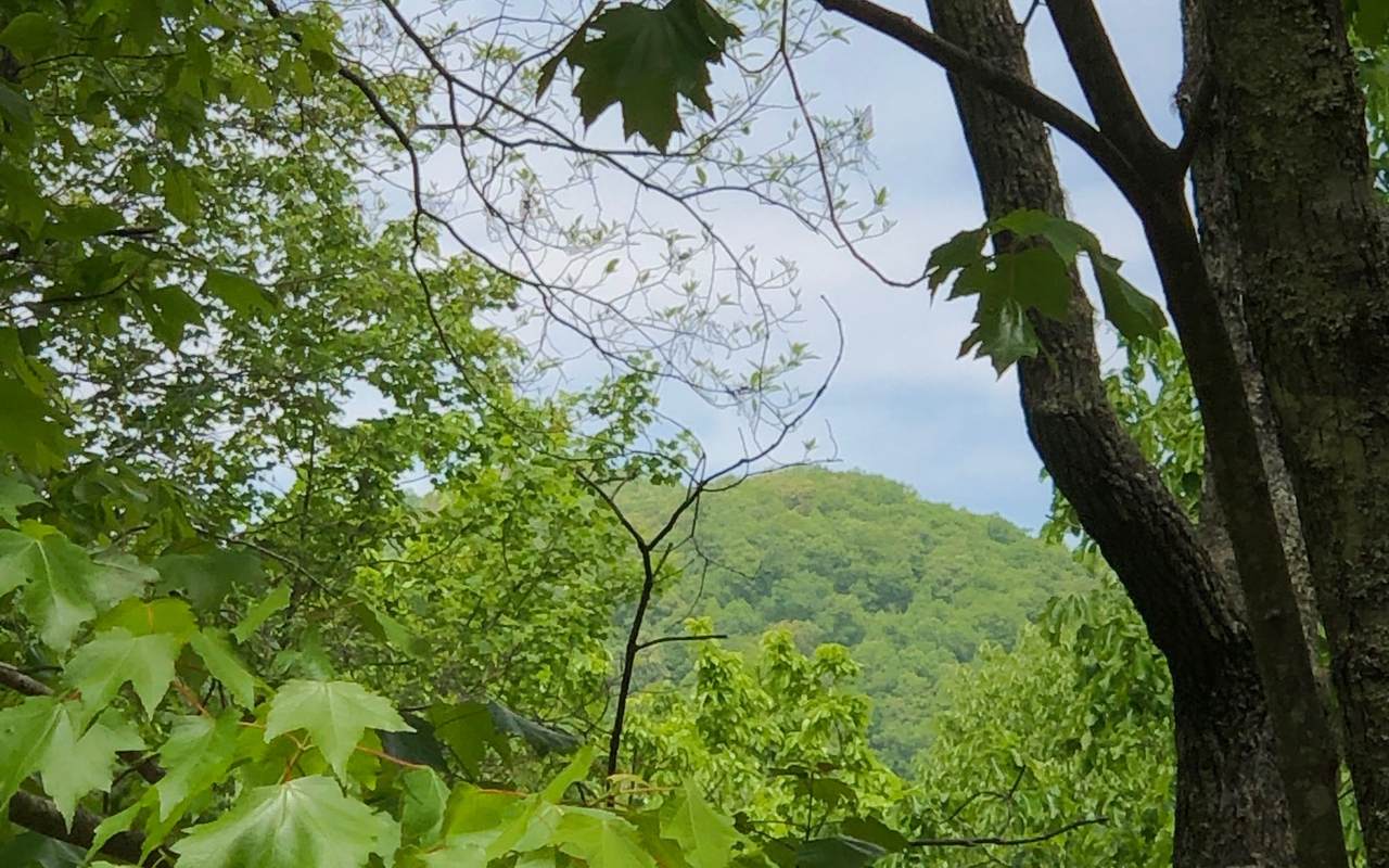 LT 2A Crabapple Road - Photo 1