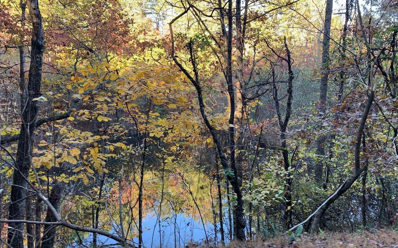 https://bt-photos.global.ssl.fastly.net/negeorgia/1280_boomver_3_311878-2.jpg