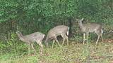 357 Nottely Woods Road E - Photo 29