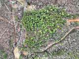 14092 Big Creek Road - Photo 23