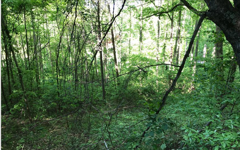14 Woods Of Hunter - Photo 1 14 Woods Of Hunter - Photo 1