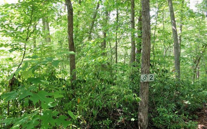 LOT 2 Shewbird Woods - Photo 1