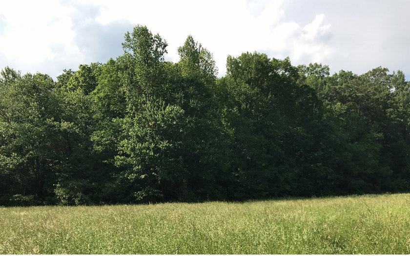 2331 Fodder Creek Road - Photo 1