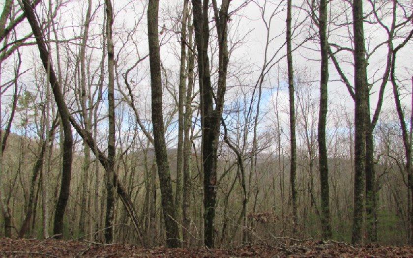 69 Firetower Road - Photo 1