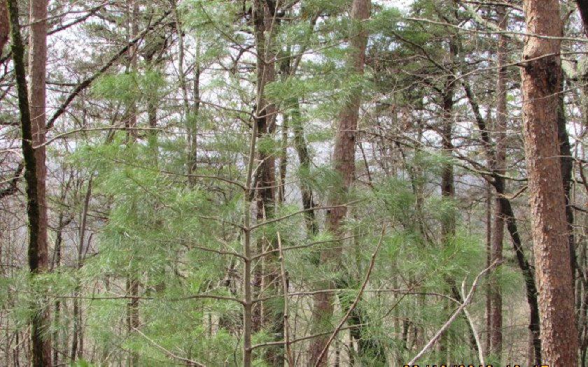 15 Firetower Road - Photo 1