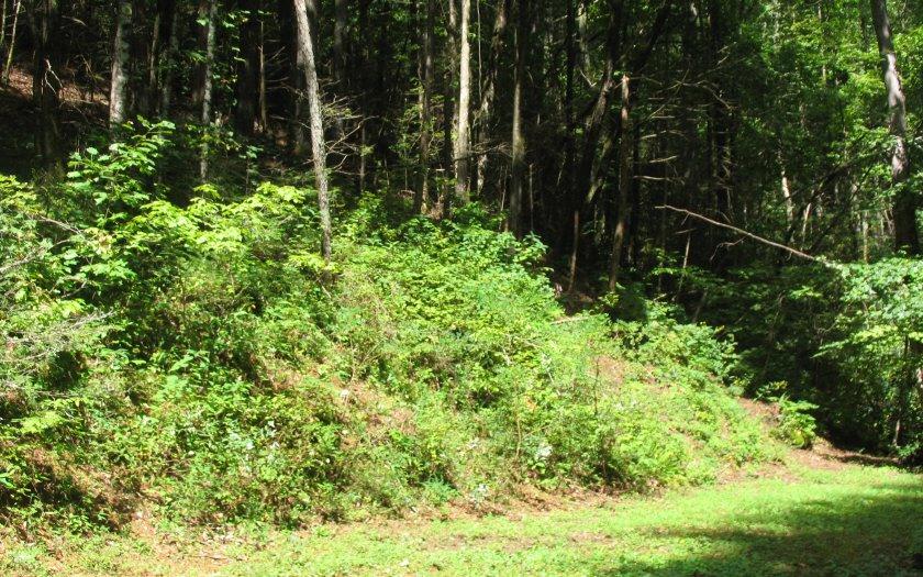 Bell Creek Road - Photo 1